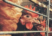 CAMBODGE – SANTÉ : Inquiétudes européennes sur la grippe aviaire cambodgienne poulets grippe aviaire