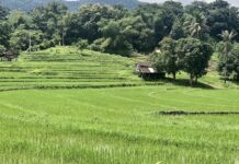 rizière Laos