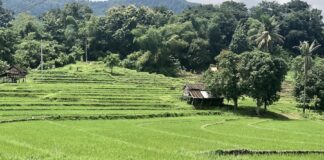rizière Laos