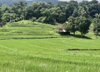 rizière Laos