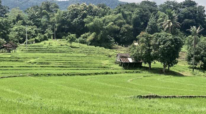 rizière Laos