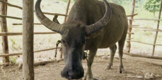 Laos Buffle