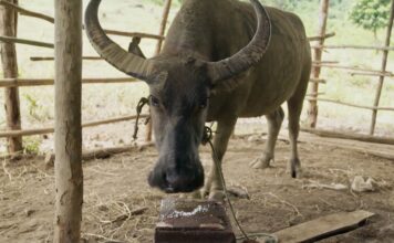 LAOS – NATURE : Retrouvez le documentaire d’Arte sur l’école des buffles laotiens Laos Buffle