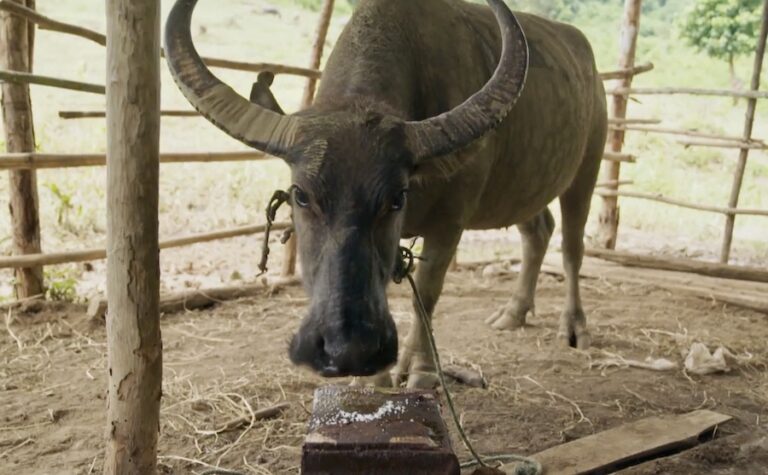 LAOS – NATURE : Retrouvez le documentaire d’Arte sur l’école des buffles laotiens
