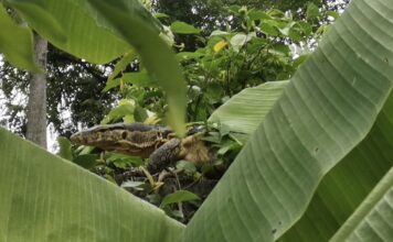 THAÏLANDE – CHRONIQUE : « Varans des villes, varans des champs » Varang Thaïlande