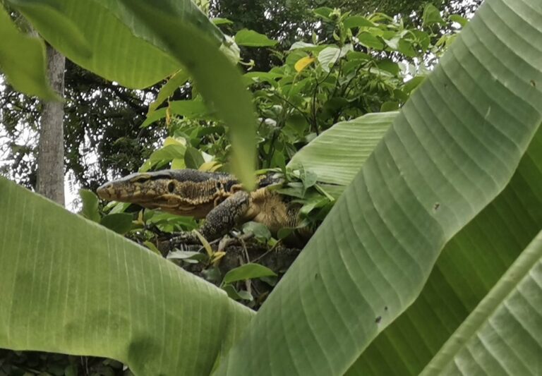 THAÏLANDE – CHRONIQUE : « Varans des villes, varans des champs »