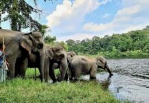 éléphants Thaïlande