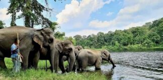 éléphants Thaïlande