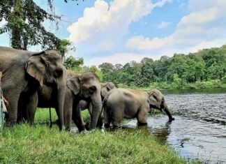 THAÏLANDE – FAUNE : Non à l’exploitation des éléphants ! éléphants Thaïlande