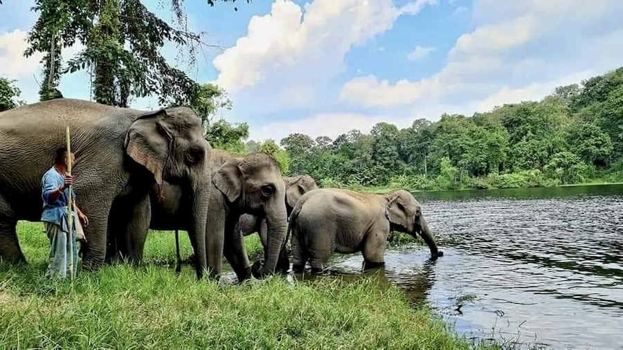 éléphants Thaïlande