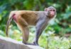 THAÏLANDE – FAUNE SAUVAGE : Des macaques en laboratoire, une affaire d’État ? Macaque Thaïlande