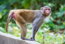 THAÏLANDE – FAUNE SAUVAGE : Des macaques en laboratoire, une affaire d’État ? Macaque Thaïlande