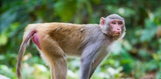 Macaque Thaïlande