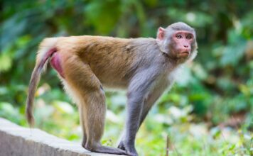 Macaque Thaïlande