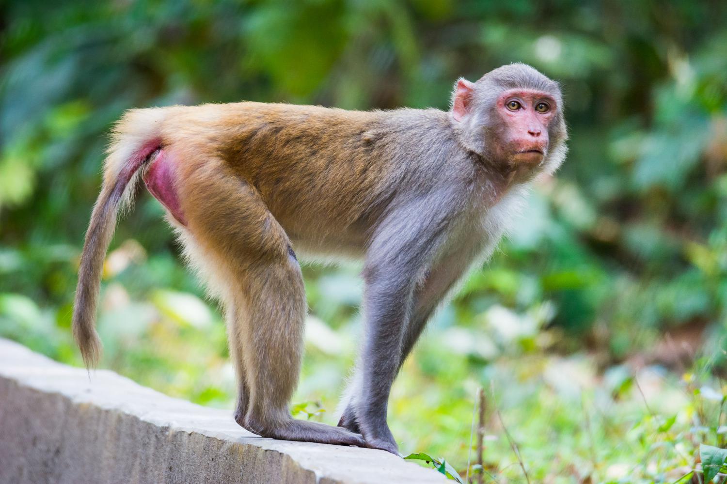 Macaque Thaïlande