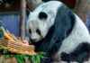 THAÏLANDE – ZOO : Le zoo de Chiang Mai fait ses adieux au panda géant Lin Hui Panda Lin Hui