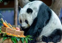 Panda Lin Hui