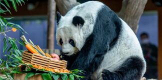 Panda Lin Hui
