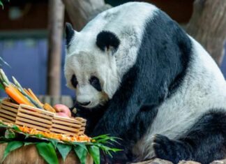 THAÏLANDE – SOCIÉTÉ : Le premier ministre thaïlandais demande un autre panda géant à la Chine Panda Lin Hui