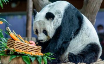 Panda Lin Hui