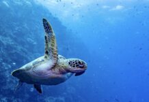 Tortue verte
