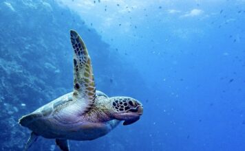 VIETNAM – NATURE : Les tortues de mer affluent sur les rivages vietnamiens Tortue verte