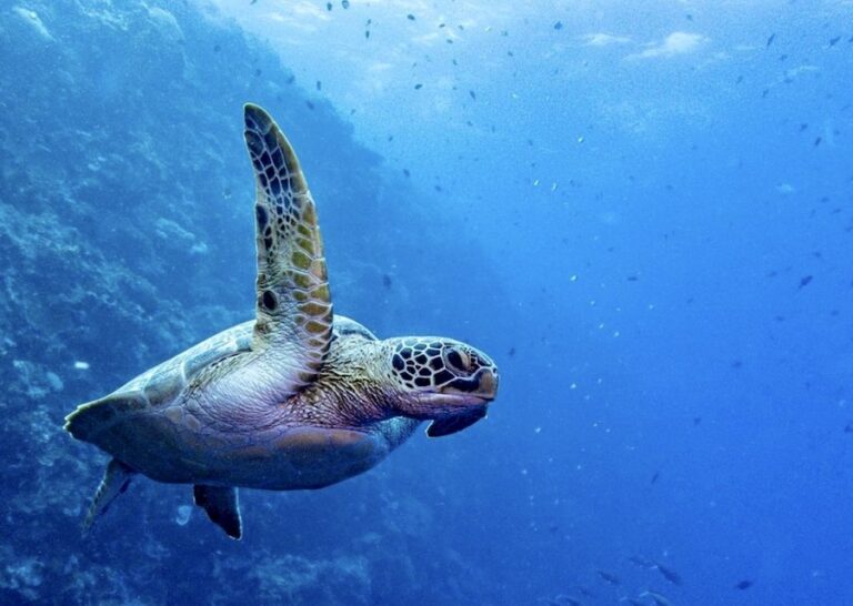 VIETNAM – NATURE : Les tortues de mer affluent sur les rivages vietnamiens