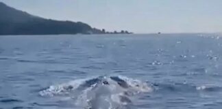 baleine Thailande