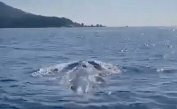 baleine Thailande