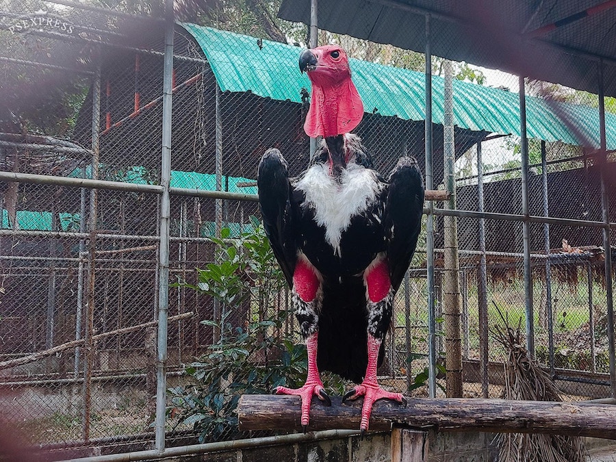 vautour royal asiatique
