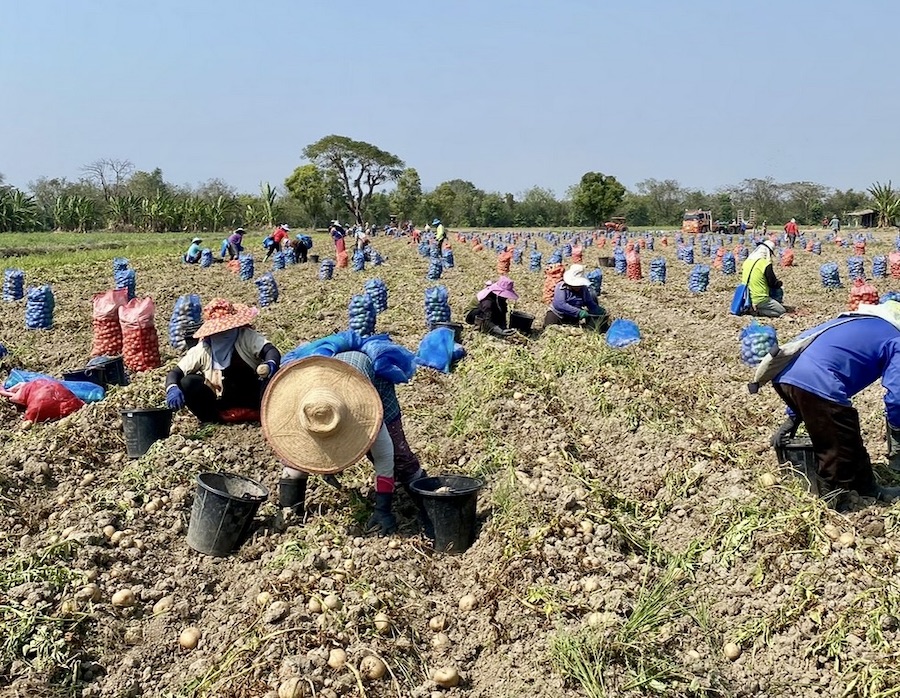 Chiang Rai pomme de terre