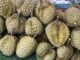 durians Thaïlande