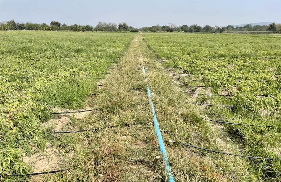 pommes de terre Chiang Rai irrigation