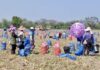 THAÏLANDE – AGRICULTURE : Nouveau mode d’irrigation pour les cultures de pommes de terre pommes de terre récolte Chiang Rai