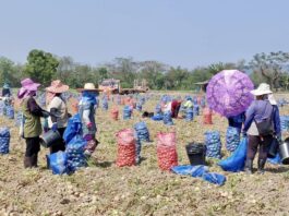 pommes de terre récolte Chiang Rai