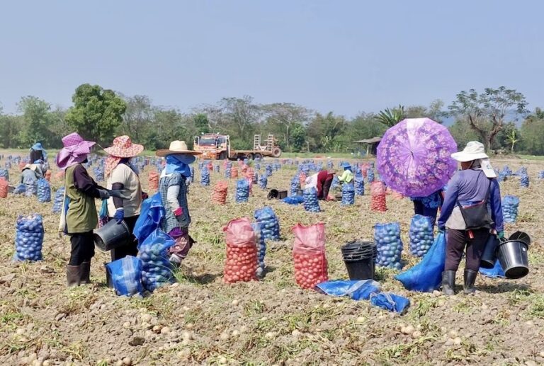 THAÏLANDE – AGRICULTURE : Nouveau mode d’irrigation pour les cultures de pommes de terre
