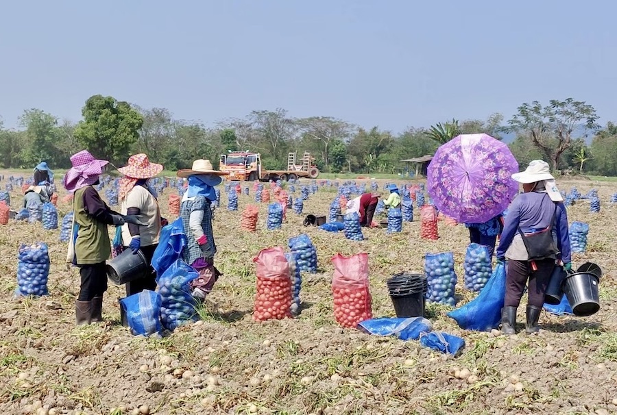 pommes de terre récolte Chiang Rai