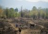 déforestation Asie sud-est