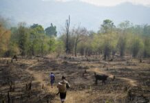déforestation Asie sud-est