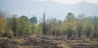 déforestation Asie sud-est