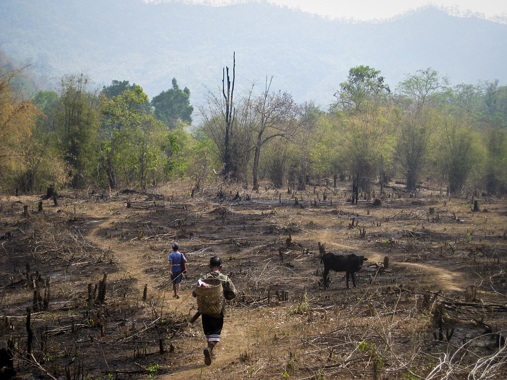 déforestation Asie sud-est