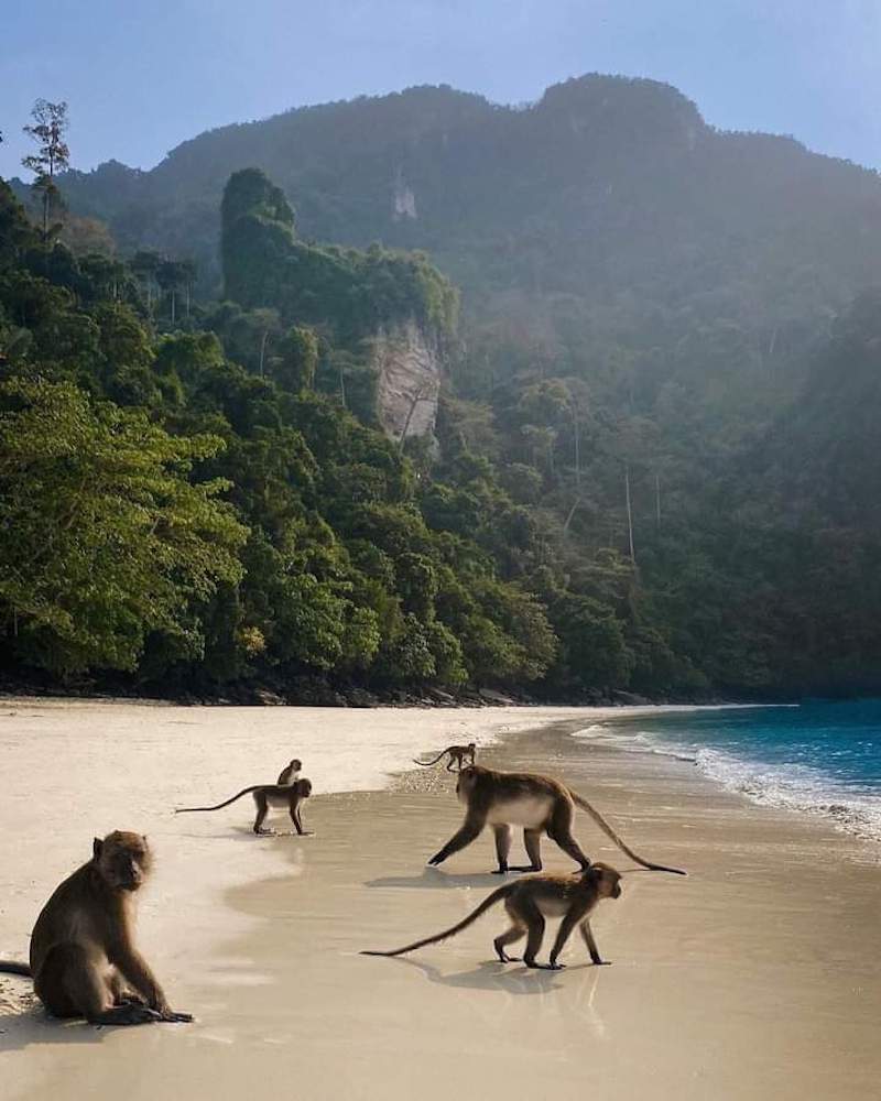 singes plages Thaïlande