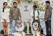 mariage de chiens en Indonésie