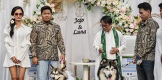 mariage de chiens en Indonésie