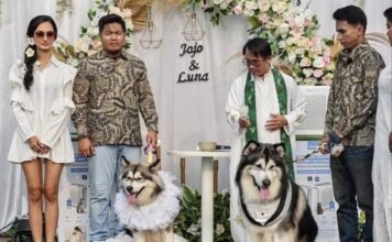 INDONÉSIE – SOCIÉTÉ : Un somptueux « mariage » de chiens fait polémique mariage de chiens en Indonésie