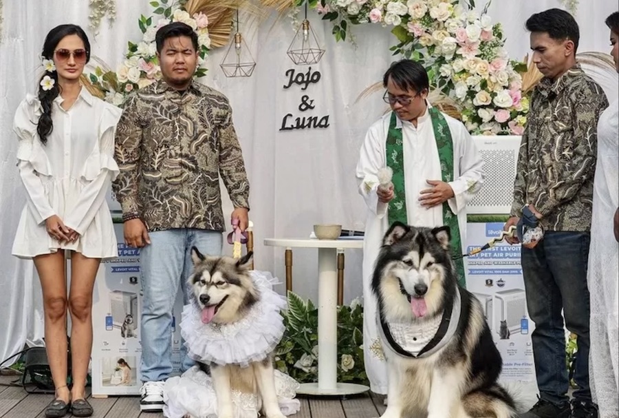 mariage de chiens en Indonésie