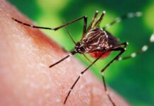 CAMBODGE – SANTÉ : Phnom Penh lance une campagne de fumigation intensive contre la dengue moustique dengue