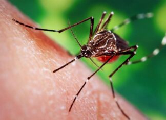 moustique dengue