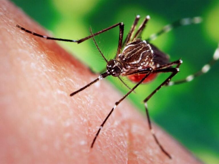 THAÏLANDE – SANTÉ : Les cas de dengue augmentent dans 18 provinces
