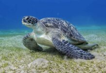 THAÏLANDE – NATURE : Retour historique de la tortue luth à Phuket tortue luth Thaïlande